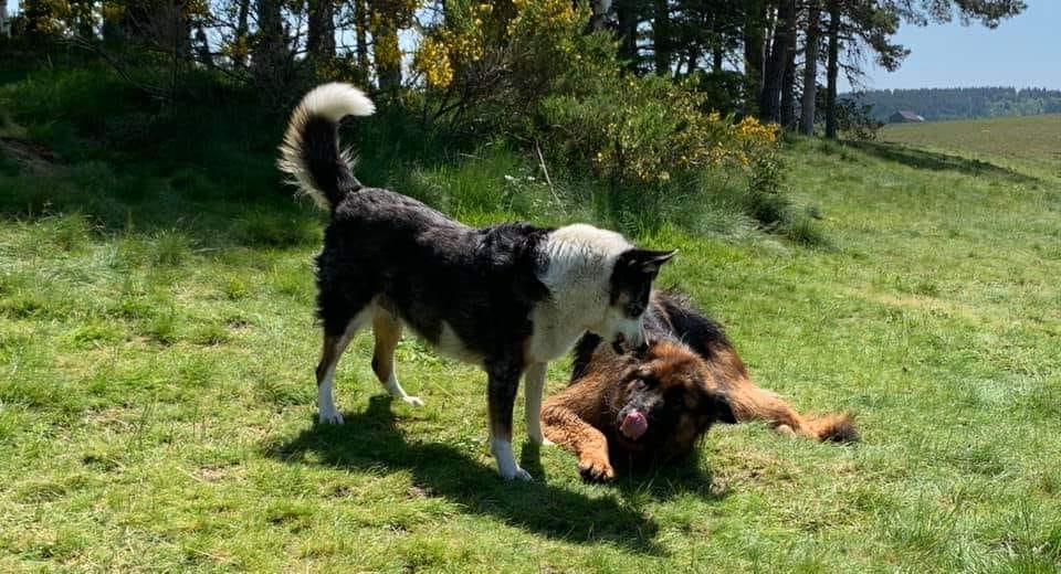 Berger Allemand Lignée de Beauté