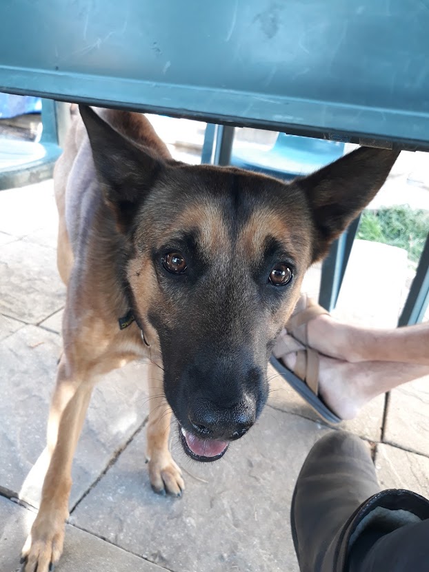 Malinois