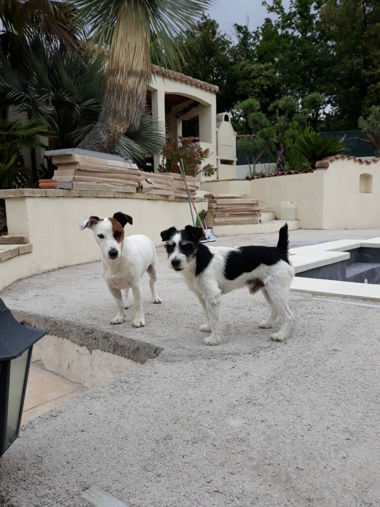 Jack Russel