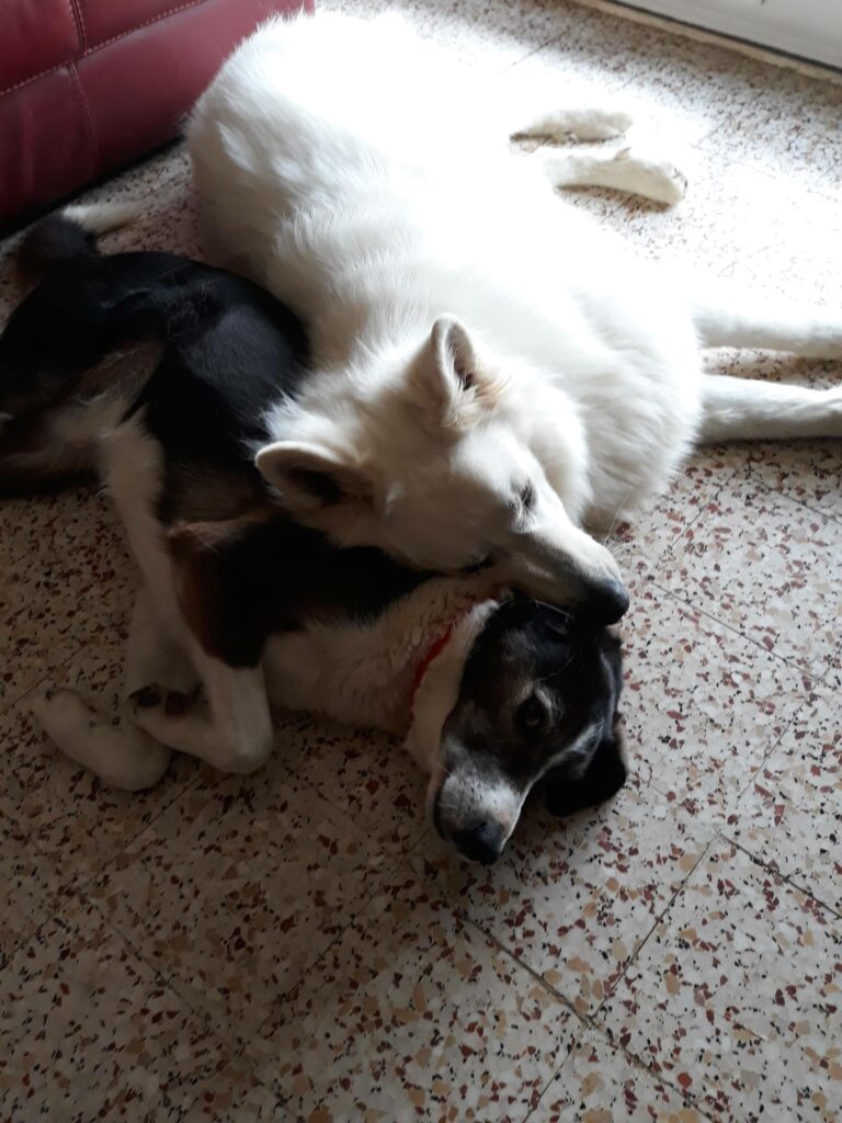 berger blanc suisse et border collie