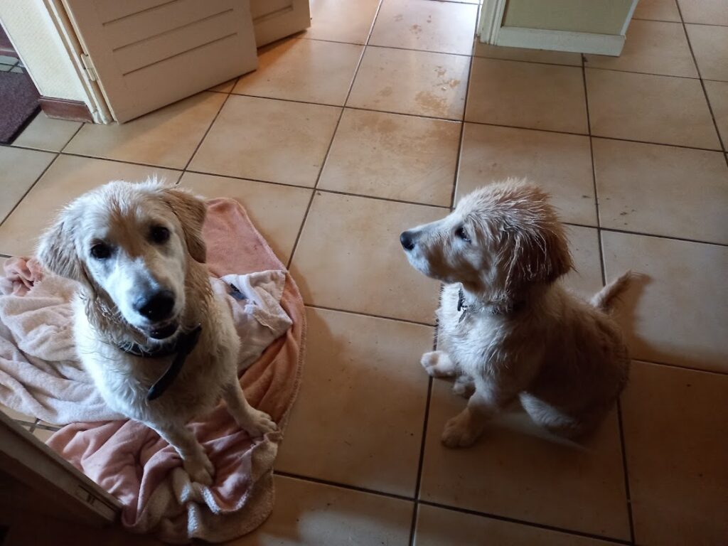 Golden Retriever