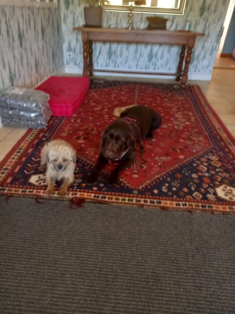 Border Terrier et Griffon