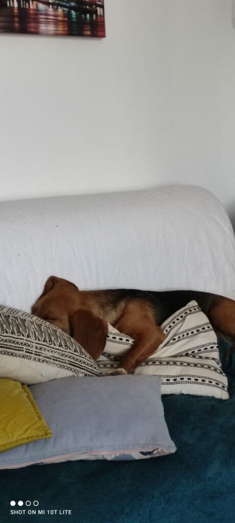 Beagle