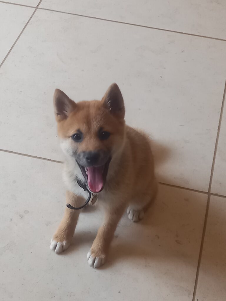 shiba inu