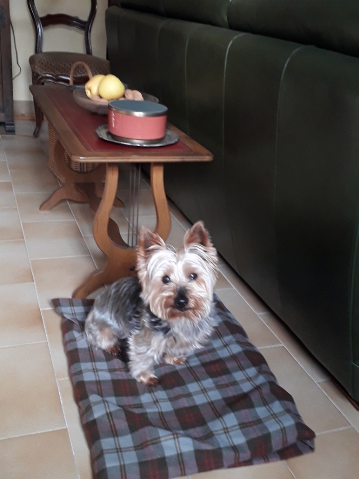 yorkshire terrier
