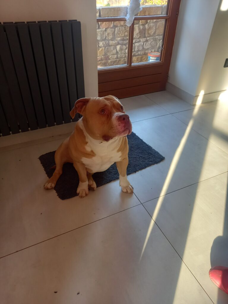 American bully pocket