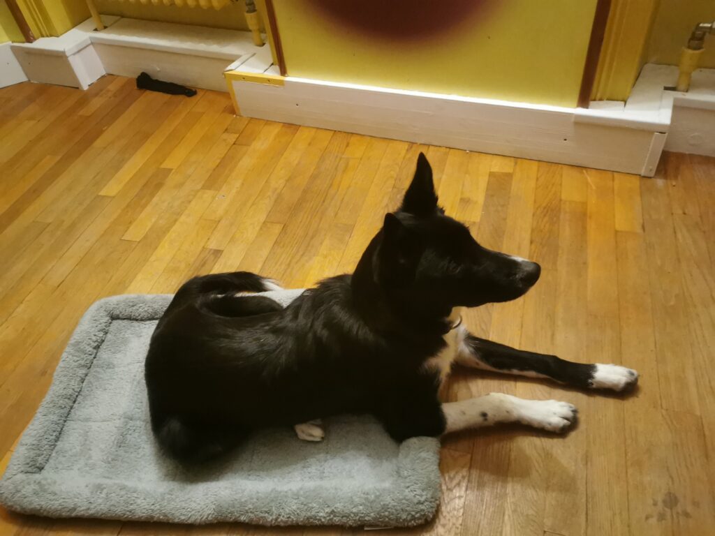 border collie croisé husky