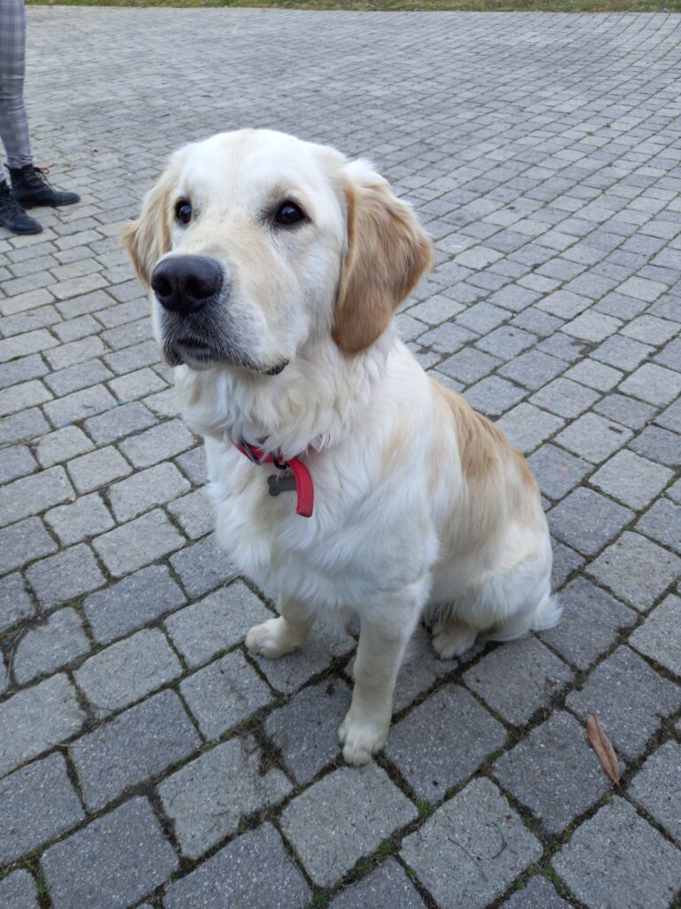 Golden Retriever