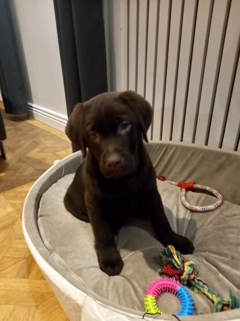 Labrador Chocolat