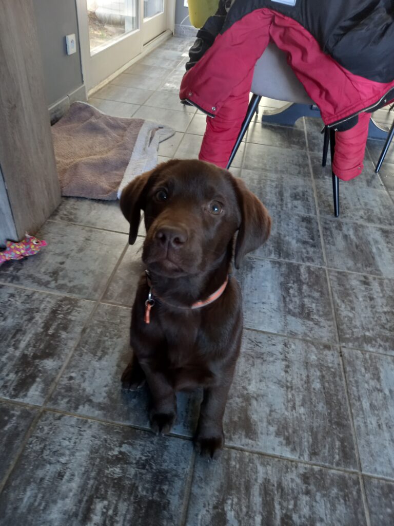 Labrador Chocolat