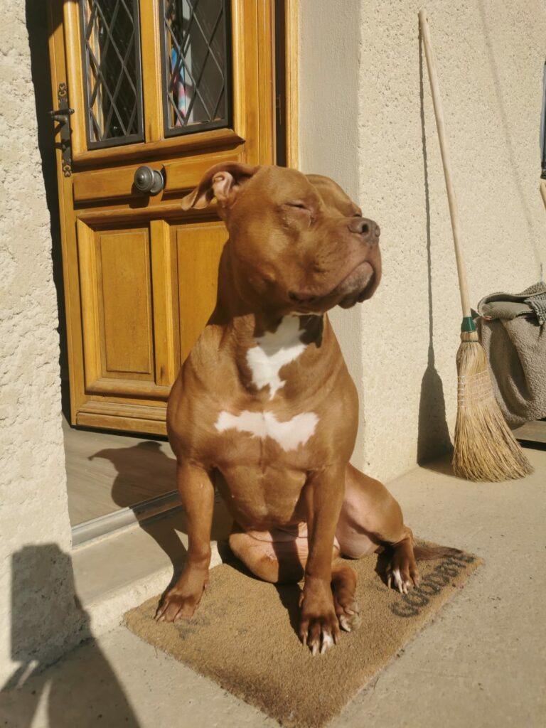 séance rééducation canine pour un chien adulte