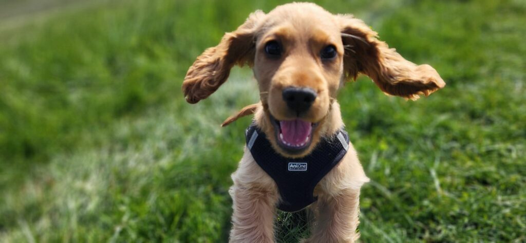 éducation canine chiot dans le beaujolais