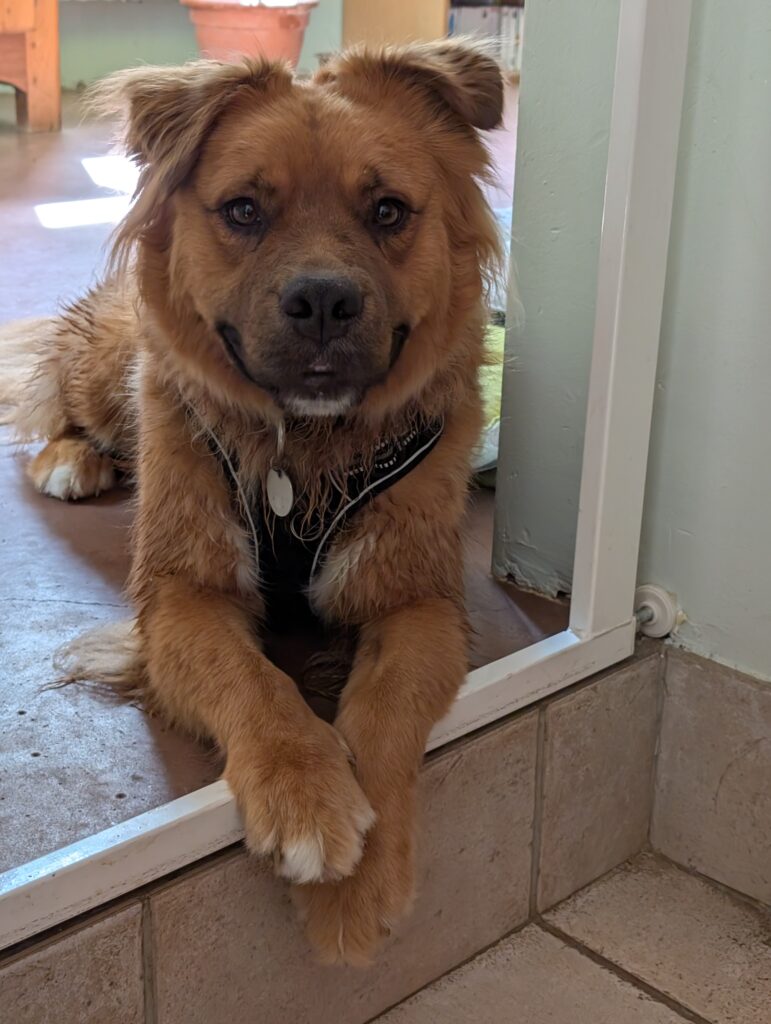 rééducation canine pour chien sensible dans le beaujolais