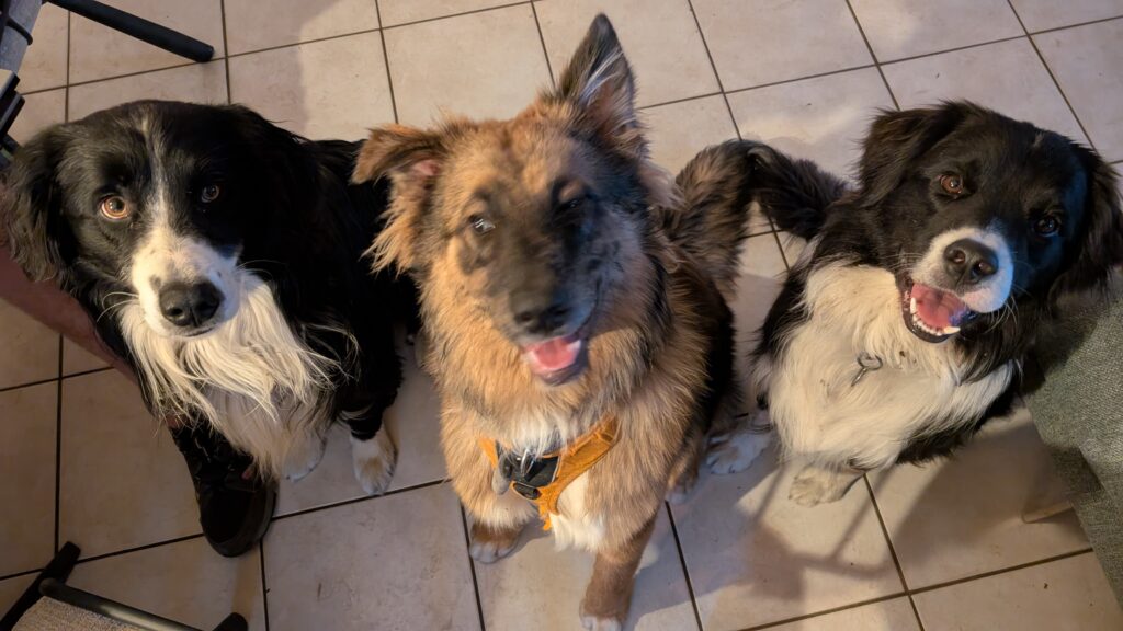 éducation canine dans le beaujolais
