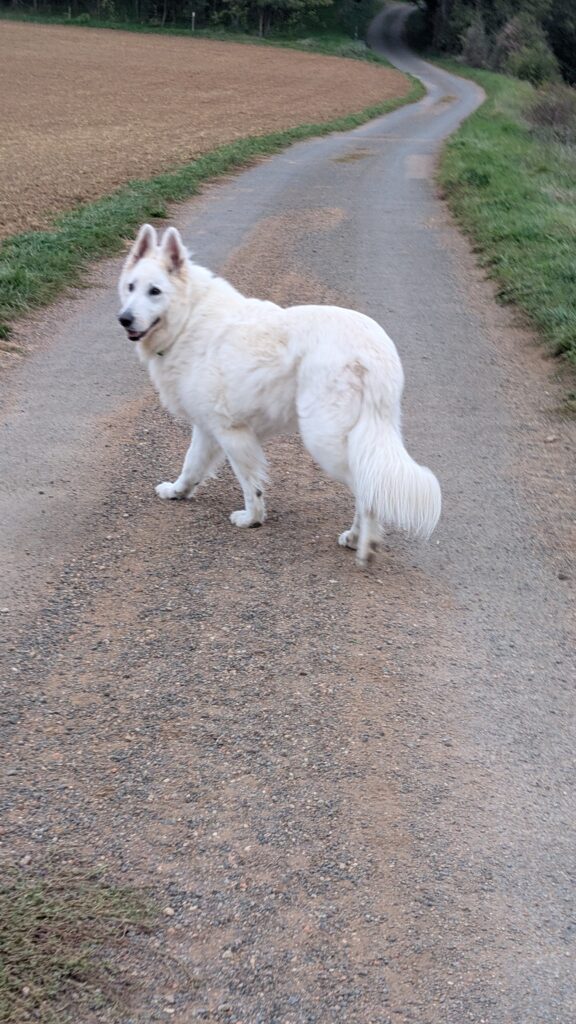 balade individuelle pour chien dans le beaujolais
