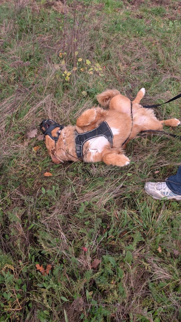 rééducation canine pour chien sensible dans le beaujolais