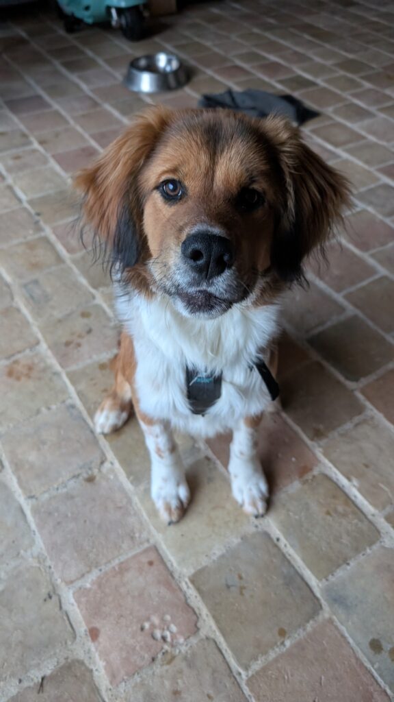 éducation canine chiot dans le beaujolais