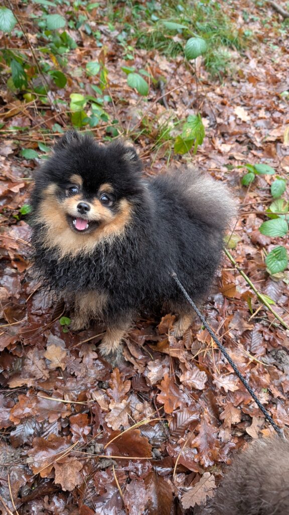éducation canine chiot dans le beaujolais