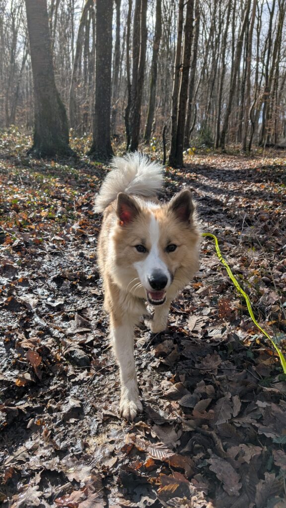 balade individuelle chien dans le beaujolais