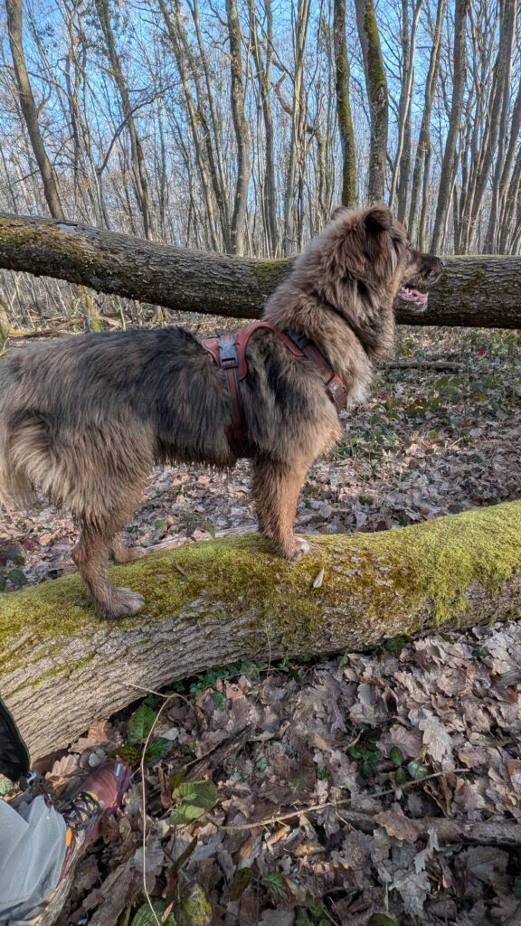 balade individuelle pour chien dans le beaujolais