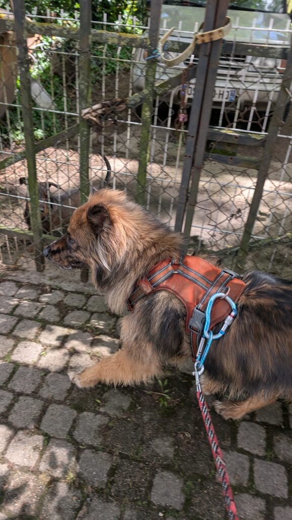 balade individuelle chien dans le beaujolais