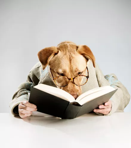 éducation et rééducation chien